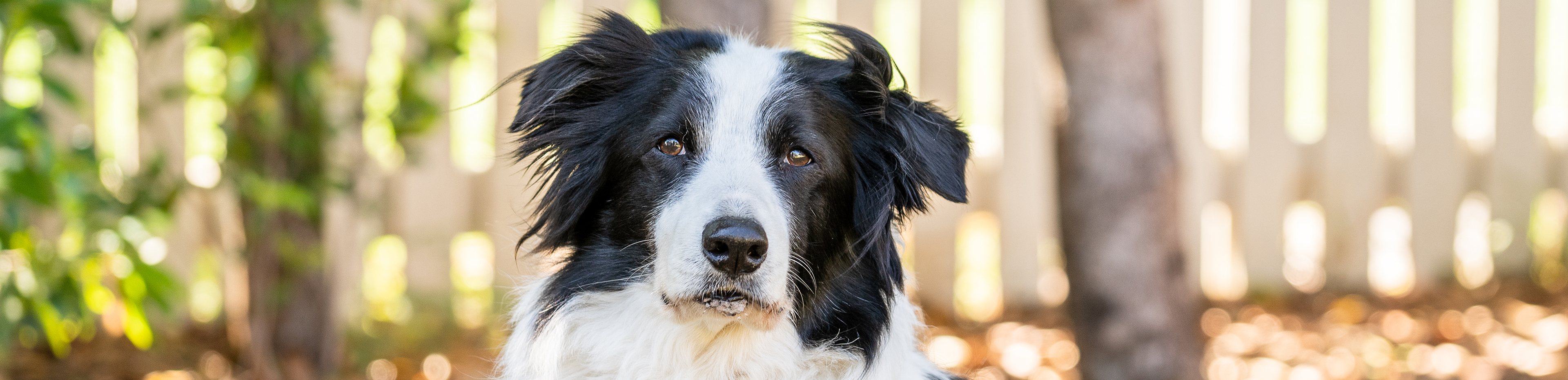 border collie